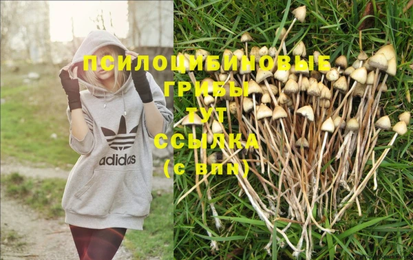 индика Вяземский
